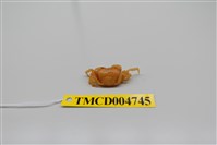 藏品(黃灰澤蟹)的圖片